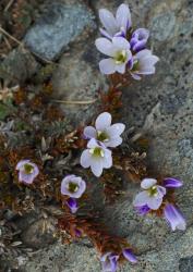 Veronica densifolia. Habit. Dunstan Range, Otago.
 Image: P.J. Garnock-Jones © P.J. Garnock-Jones CC-BY-NC 3.0 NZ